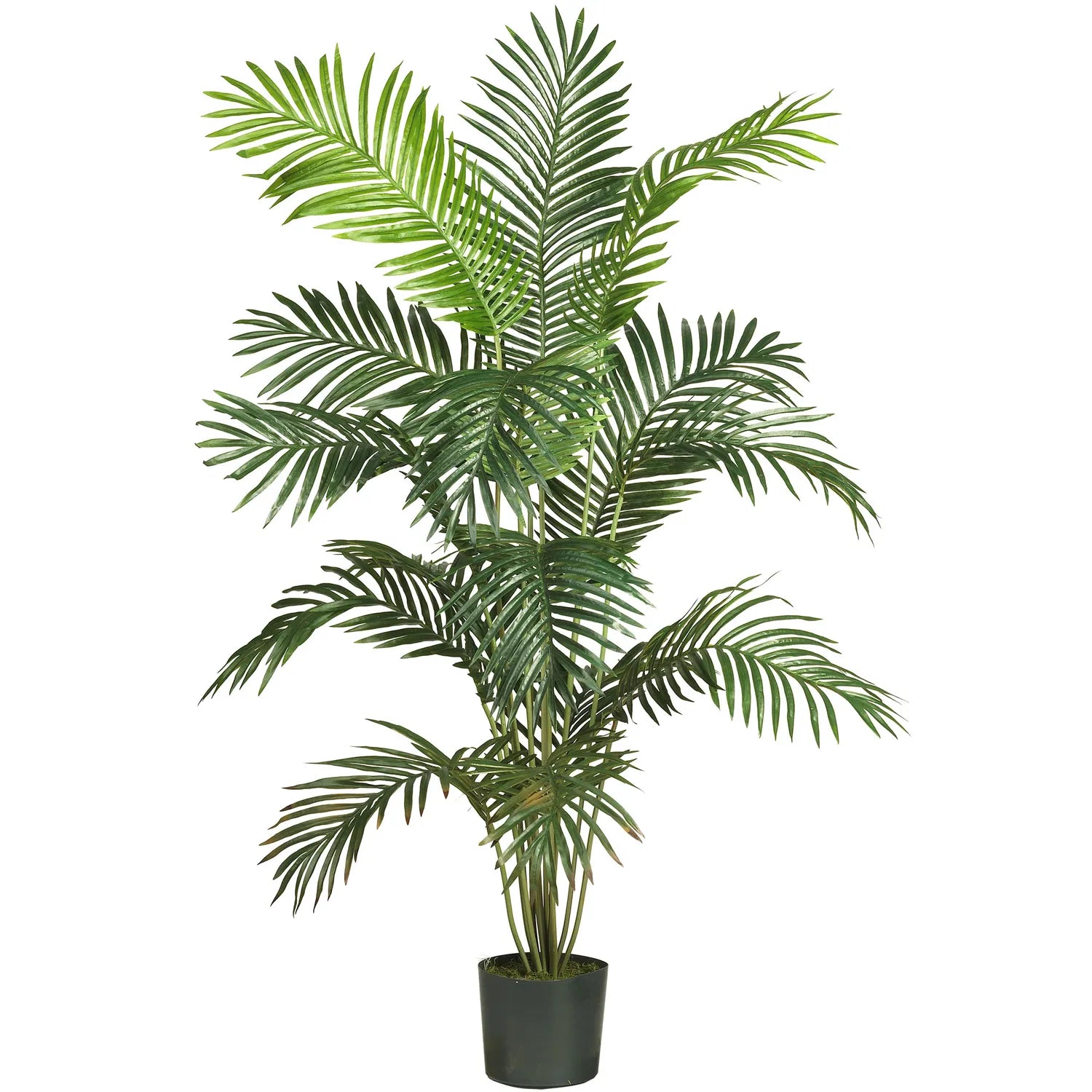 6' Paradise Palm Tree w/13 Lvs