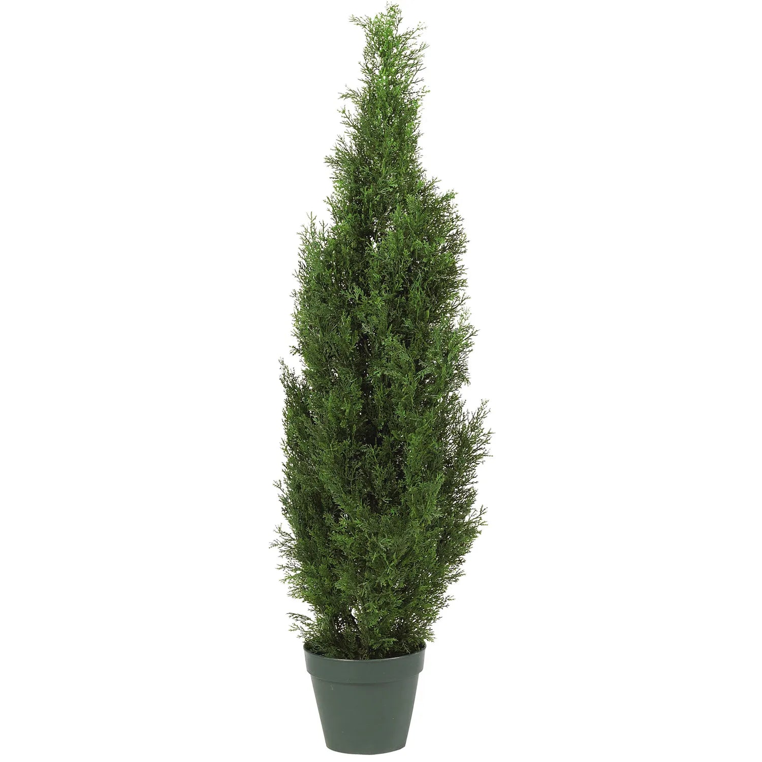 4' Cedar Tree w/1000 Lvs