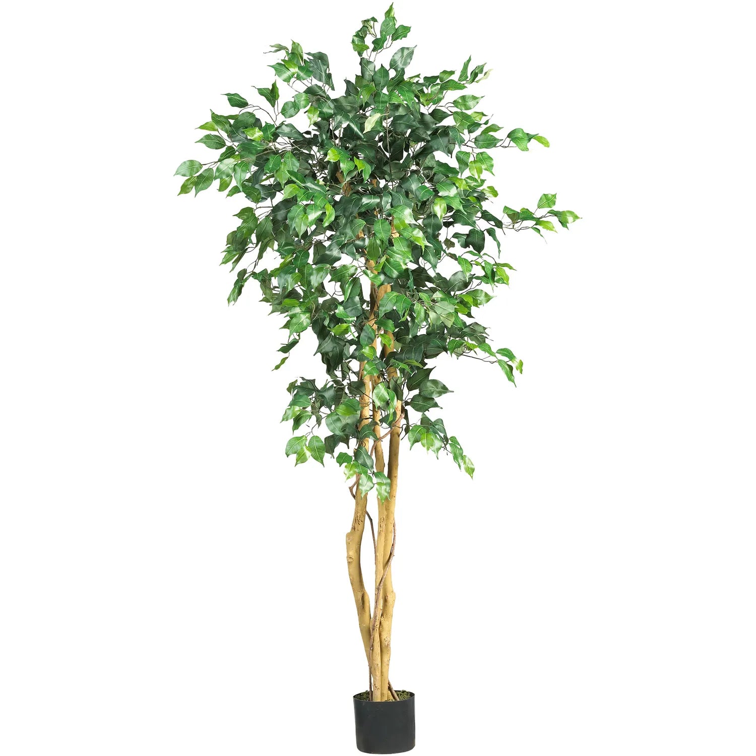 5' Ficus Tree w/756 Lvs