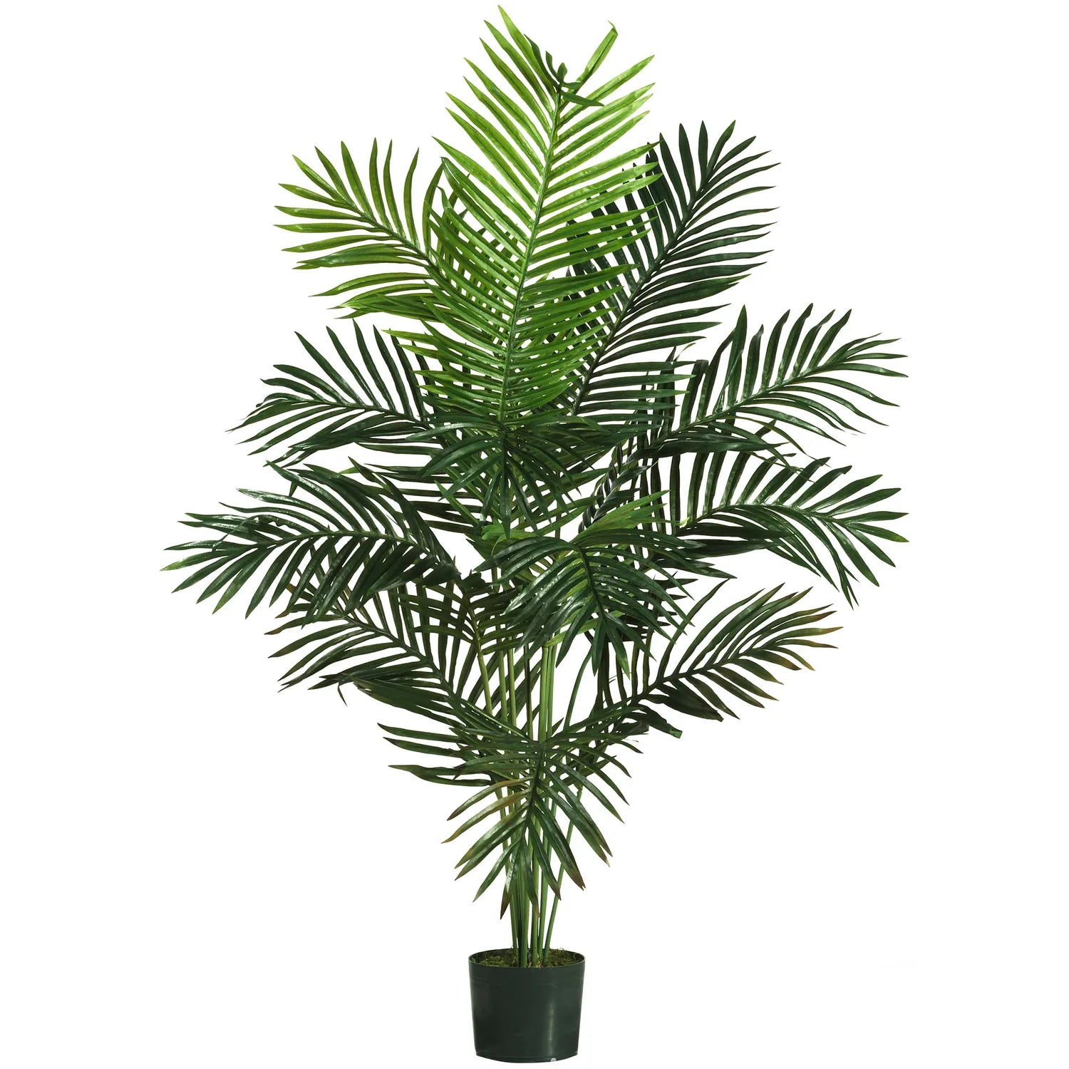 5' Paradise Palm Tree w/12 Lvs
