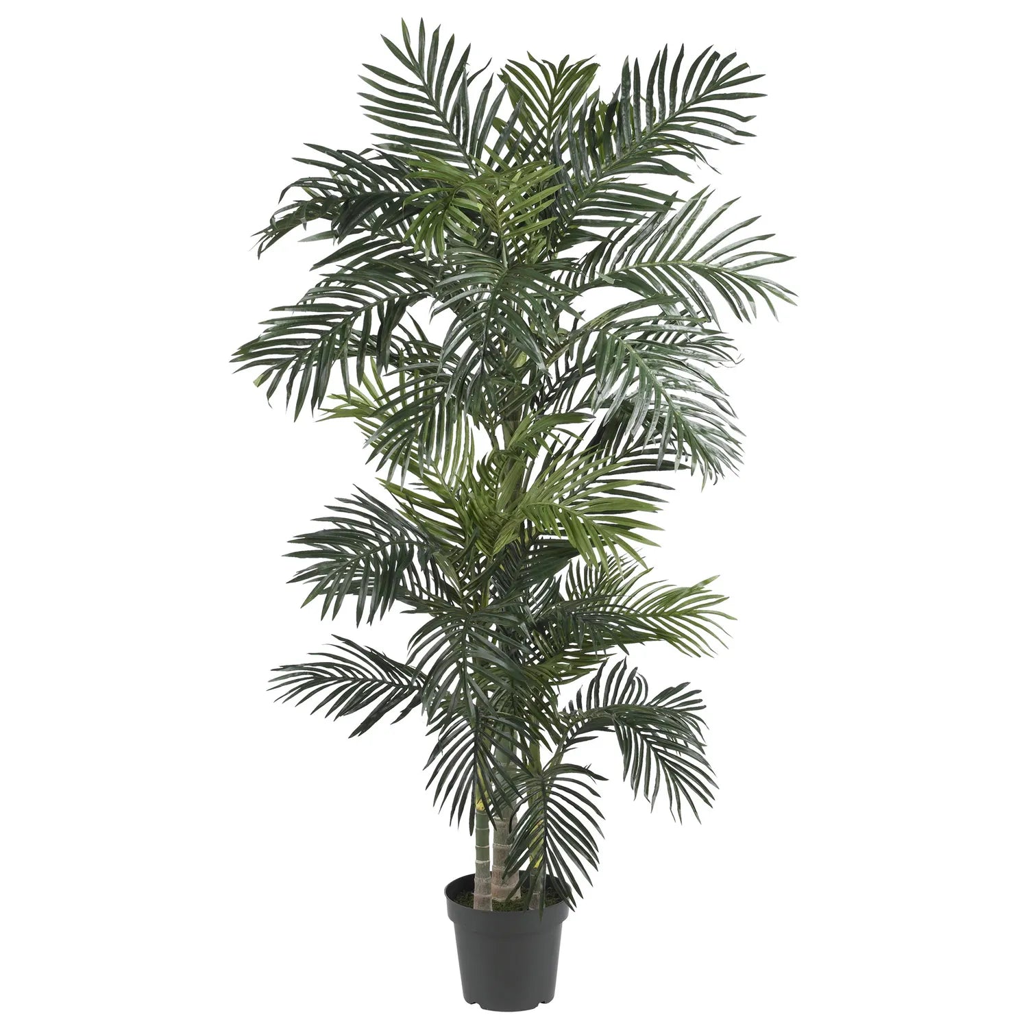 6.5' Golden Cane Palm Tree w/333 Lvs