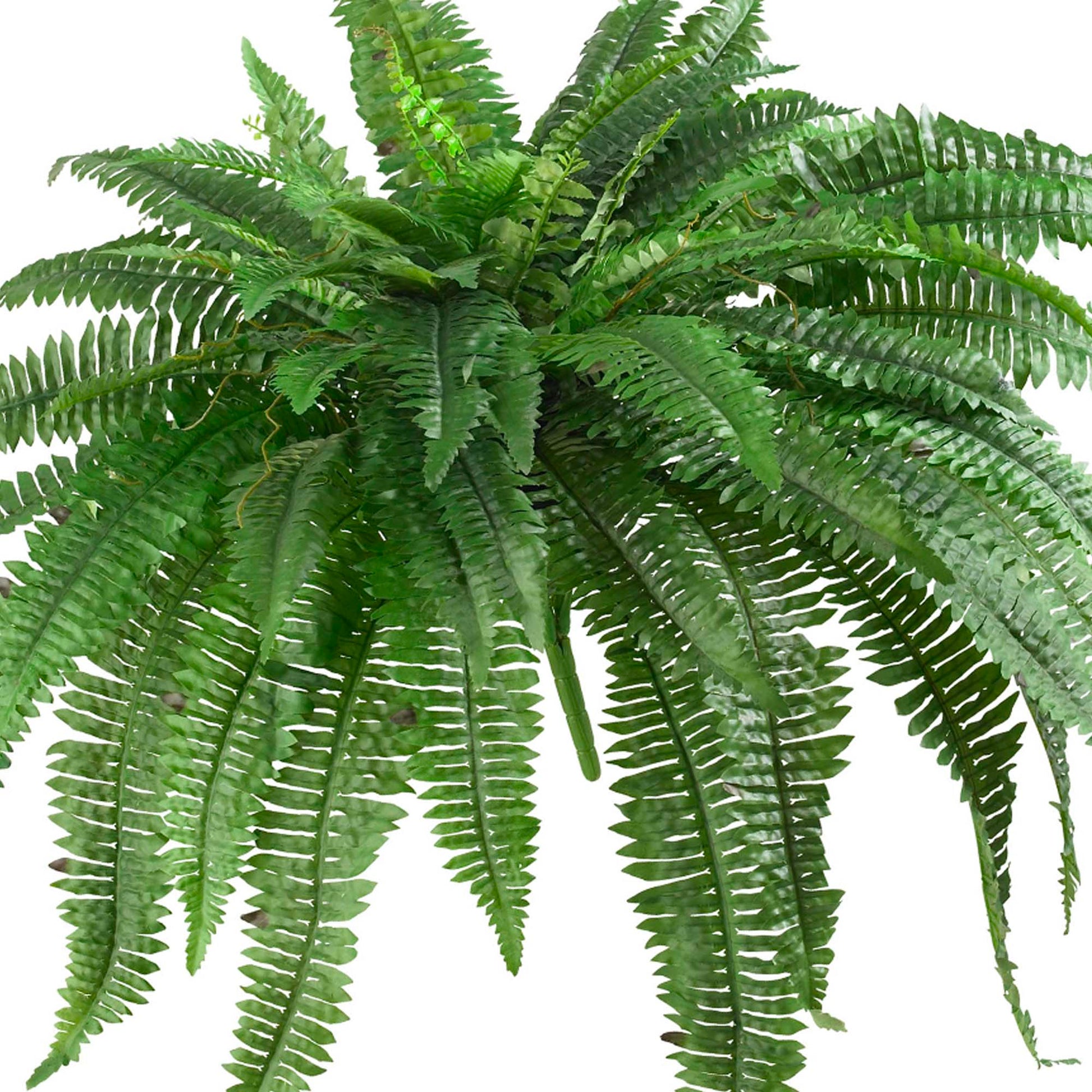 48" Boston Fern (Set of 2)