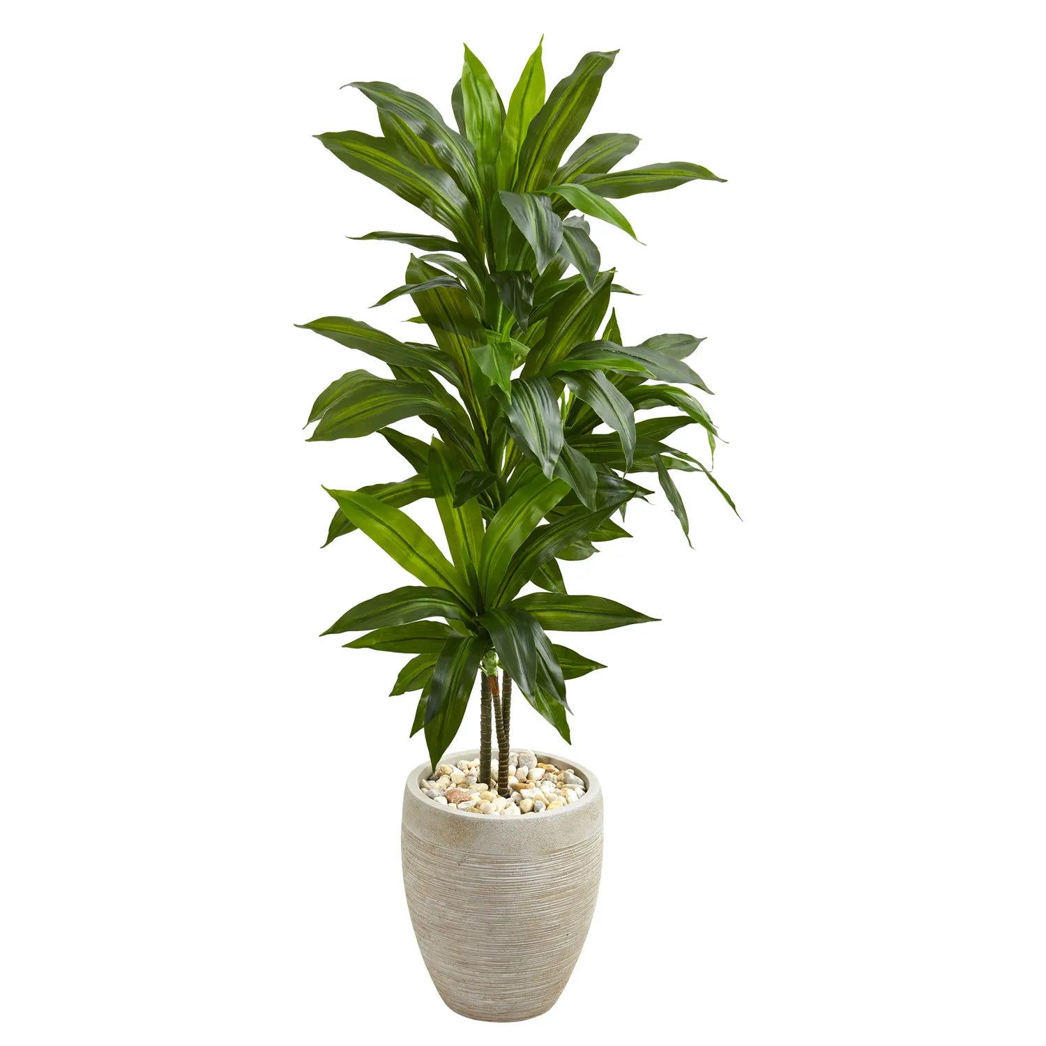4' Dracaena Plant in Sand Colored Planter (Real Touch)
