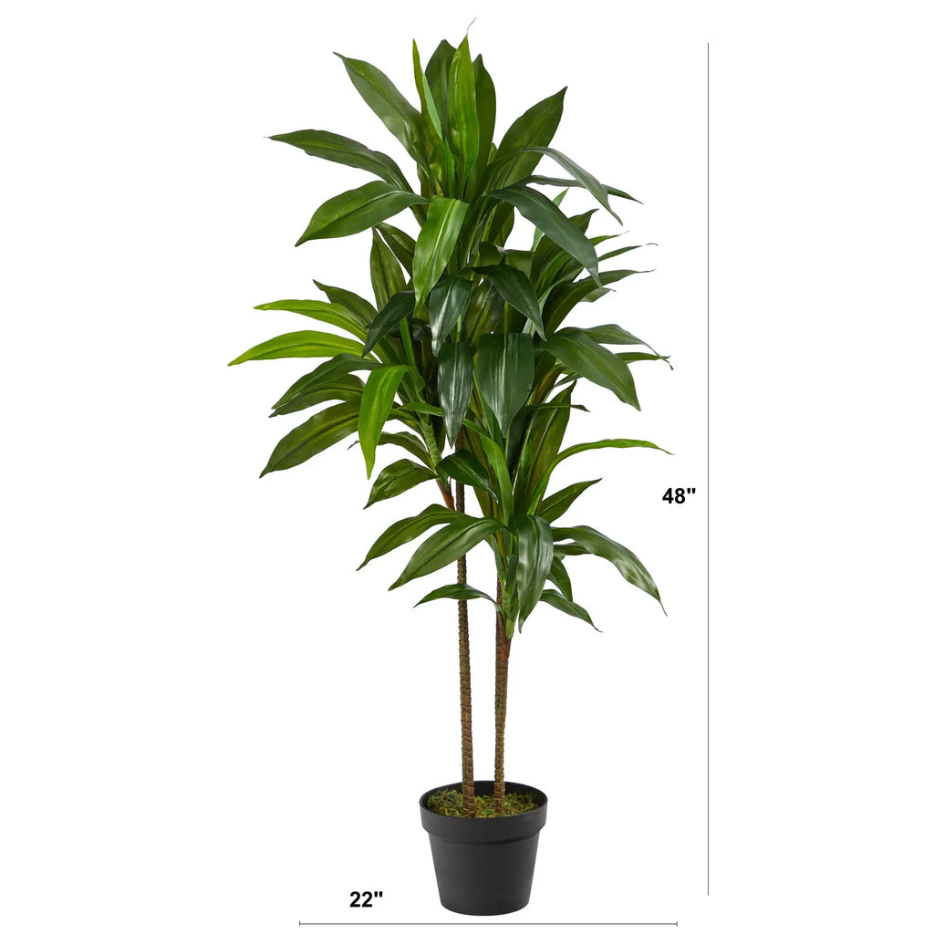4' Dracaena (Real Touch)