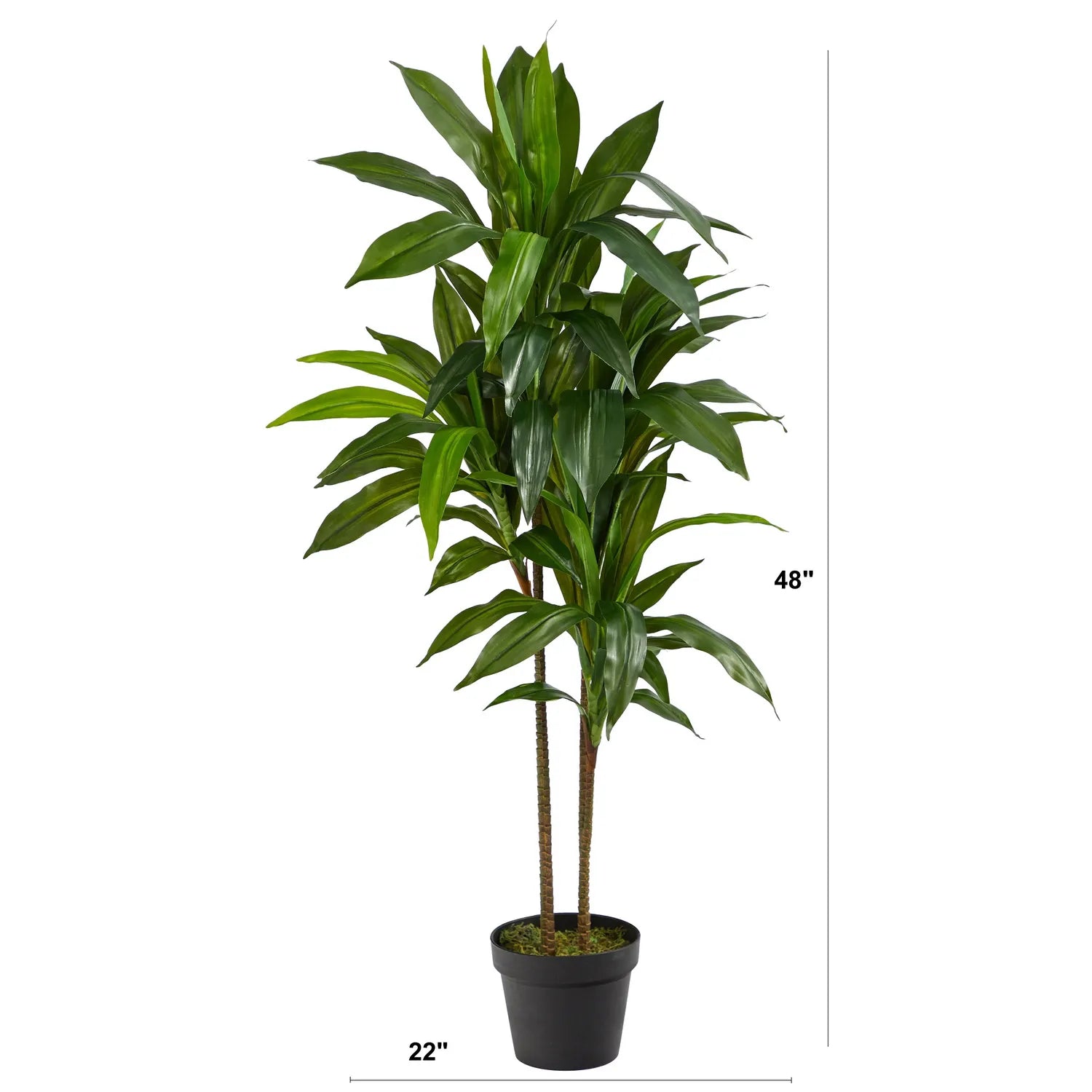 4' Dracaena (Real Touch)