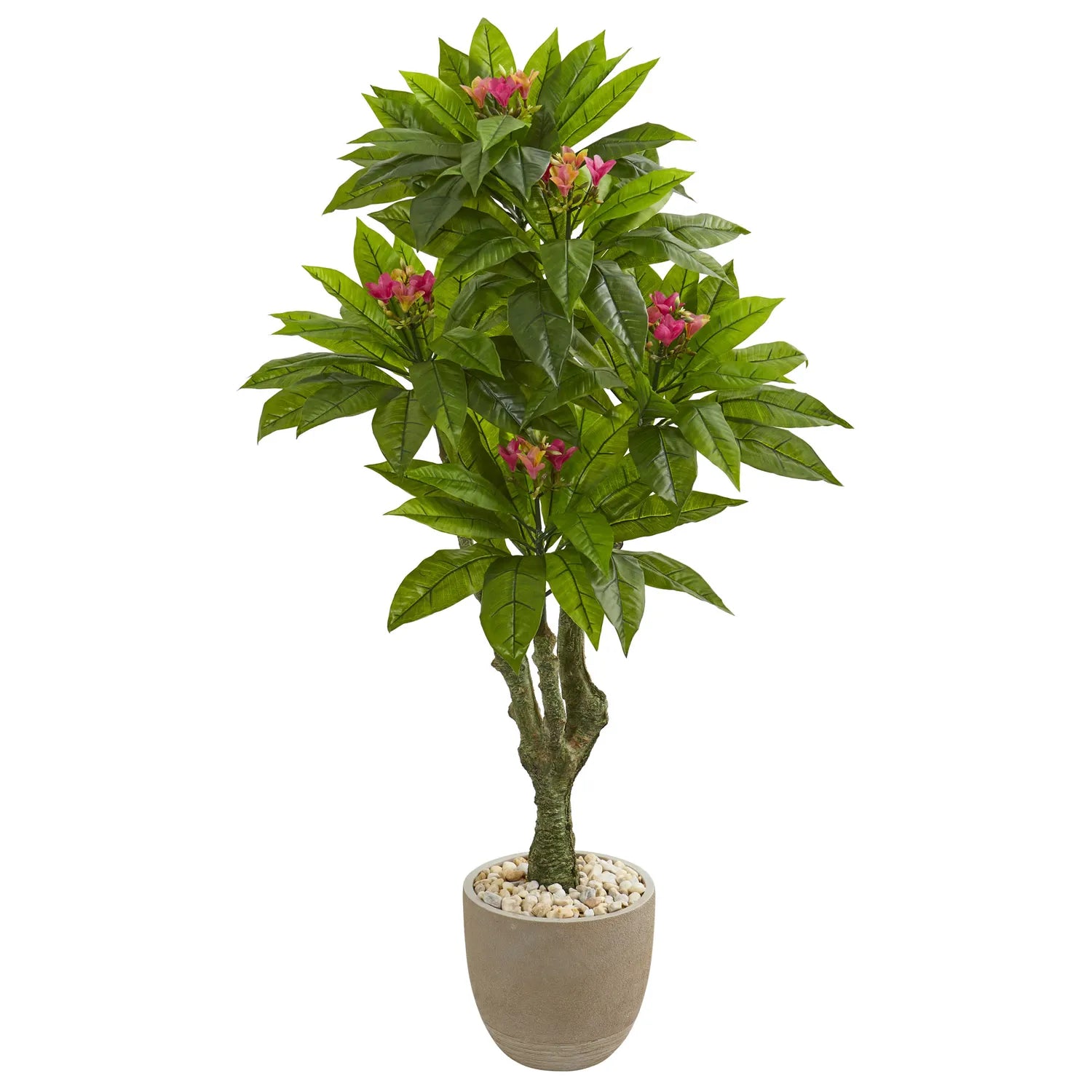 5' Plumeria Tree in Decorative Planter UV Resistant